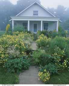 The soft yellow of the evening primroses enhances a white house, and the white snow daisies link it to the landscape.