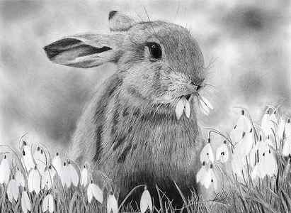 Wall Art - Drawing - Rabbit Eating Flowers by James Schultz