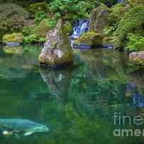 Japanese Koi Pond by Inge Johnsson