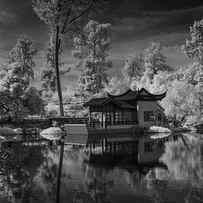 Huntington Chinese Botanical Garden in California with Koi Fish in Black and White Infrared by Randall Nyhof
