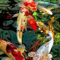 Colorful Japanese Koi Fish by Jennie Marie Schell