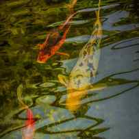 Koi Fish swimming underneath the Reflections in a Pond by Randall Nyhof