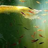 Golden Fluted Koi Tail And Ruby Barbs by Amazing Images By Jungle Mama!