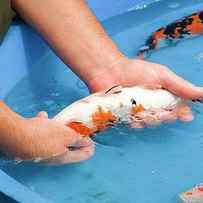 Koi Carp Breeding by Photostock-israel/science Photo Library