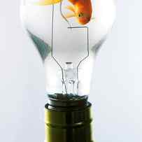 Goldfish in light bulb by Garry Gay