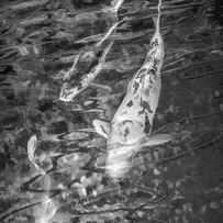 Japanese Koi Fish in Black and White by Randall Nyhof
