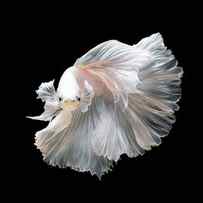 Close Up Of White Platinum Betta Fish by Nuamfolio