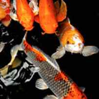 Koi Carp Swimming Underwater by Panoramic Images