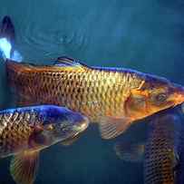 Koi Carp by Dr Keith Wheeler/science Photo Library