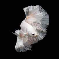 Betta Fishsiamese Fighting Fish by Nuamfolio