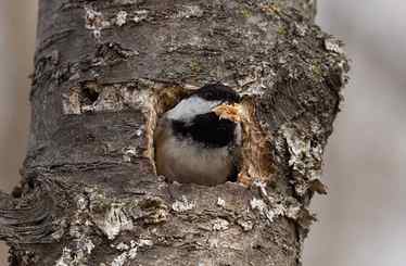 Black-capped Chickadees nesting in yard