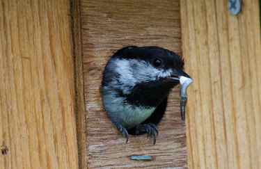 Black-capped Chickadee