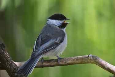 Black-capped Chickadee fledgling