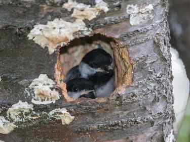 Black-capped Chickadee--fledging day!