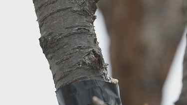 Black-capped Chickadees nesting in yard