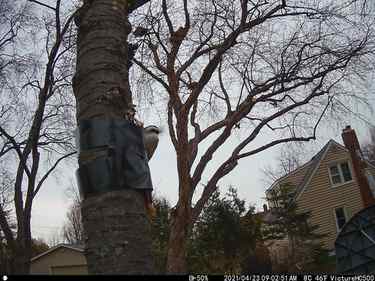 Black-capped Chickadees nesting in yard