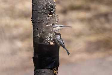 Black-capped Chickadees nesting in yard