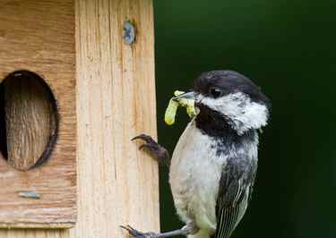 Adult chickadee bringing food to nestlings in a nest box.