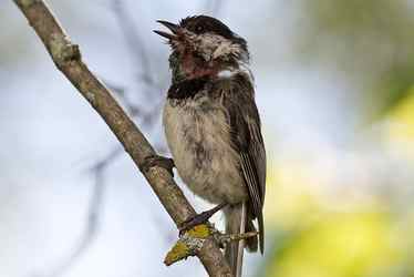 Bedraggled Black-capped Chickadee