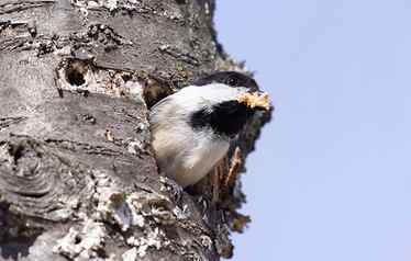 Black-capped Chickadees nesting in yard