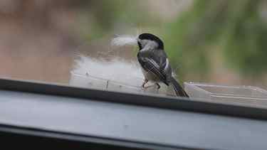 Black-capped Chickadees nesting in yard