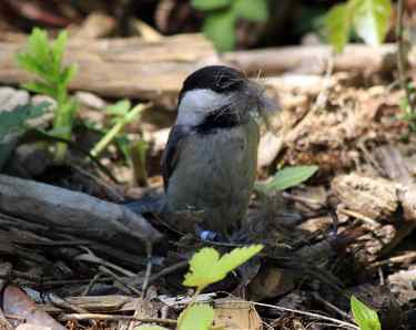 Black-capped Chickadee