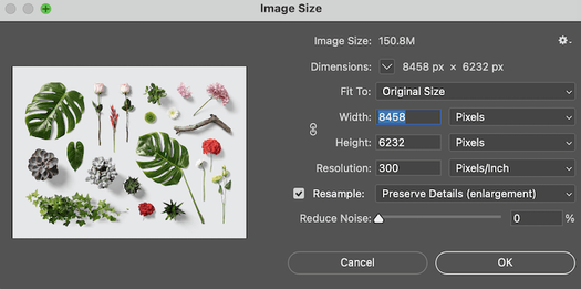 Image size box in Lightroom showing options to enlarge photo of leaves