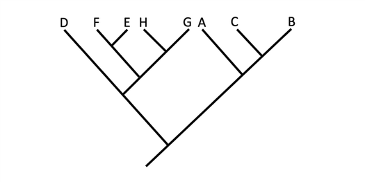 Image shows an example of a hypothetical phylogenetic tree.