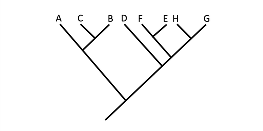 Image shows an example of a hypothetical phylogenetic tree.