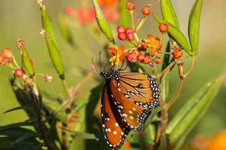 How Do Butterflies Reproduce? - Reproduction of butterflies