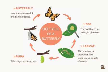 How Do Butterflies Reproduce? - 2. Mating