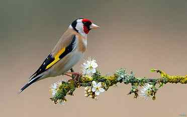 Colorful Bird On Flowering Branch, birds, animals, tree branch HD wallpaper