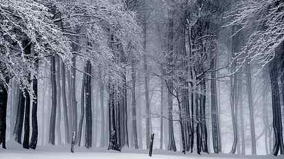 gray wooden trees, nature, landscape, forest, winter, snow, monochrome HD wallpaper