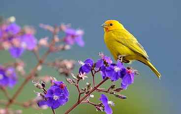 selective focus of yellow bird on purple flower, saffron finch, sicalis, saffron finch, sicalis HD wallpaper