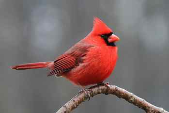 Northern Cardinal bird perched on brown tree branch, North Carolina HD wallpaper