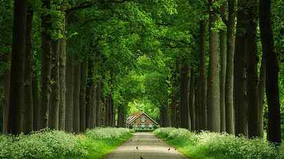 green tall trees, gray concrete pathway between green trees towards brown house at daytime HD wallpaper