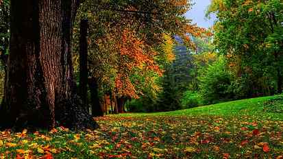 yellow, brown, and green leafed tree, green leaf trees during daytime HD wallpaper