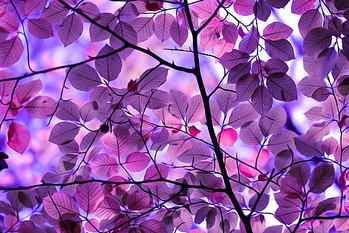 purple leafed tree illustration, photo of purple flowering tree HD wallpaper