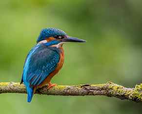 shallow focus photography of Kingfisher on tree branch, Handsome HD wallpaper