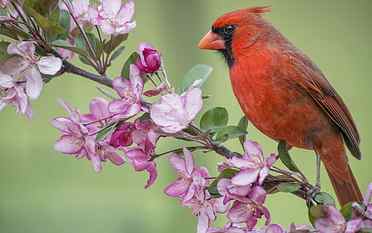 Red cardinal bird, Apple tree, flowers blossom, spring HD wallpaper