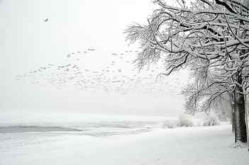 land and trees covered in snow, bunch, birds, usa, america, amerika HD wallpaper