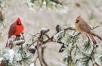 animal, bird, branch, cardinal, northern, pine, winter HD wallpaper