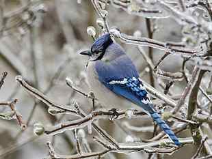 blue, white, and gray bird, winter, snow, birds, ice, branch HD wallpaper