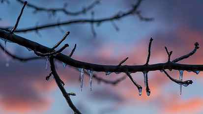 branch, twig, tree, ice, frozen, winter, 8k uhd, melting, frost HD wallpaper