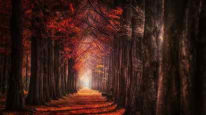 trees illustration, autumn trees photo, nature, landscape, fall HD wallpaper
