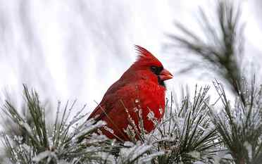 Cardinal Bird, red bird HD wallpaper