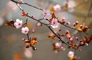 cherry blossom tree, leaves, macro, flowers, branches, nature HD wallpaper