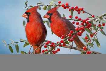 The red cardinal, branches, couple, bird, berries, cardinals HD wallpaper