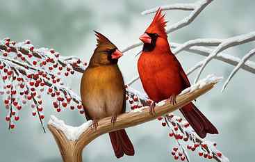 Birds, Cardinal, Couple, Man, Northern Cardinal, Winter, Woman HD wallpaper
