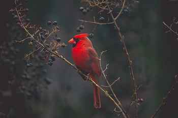 Cardinal, bird, 4K, Red bird HD wallpaper
